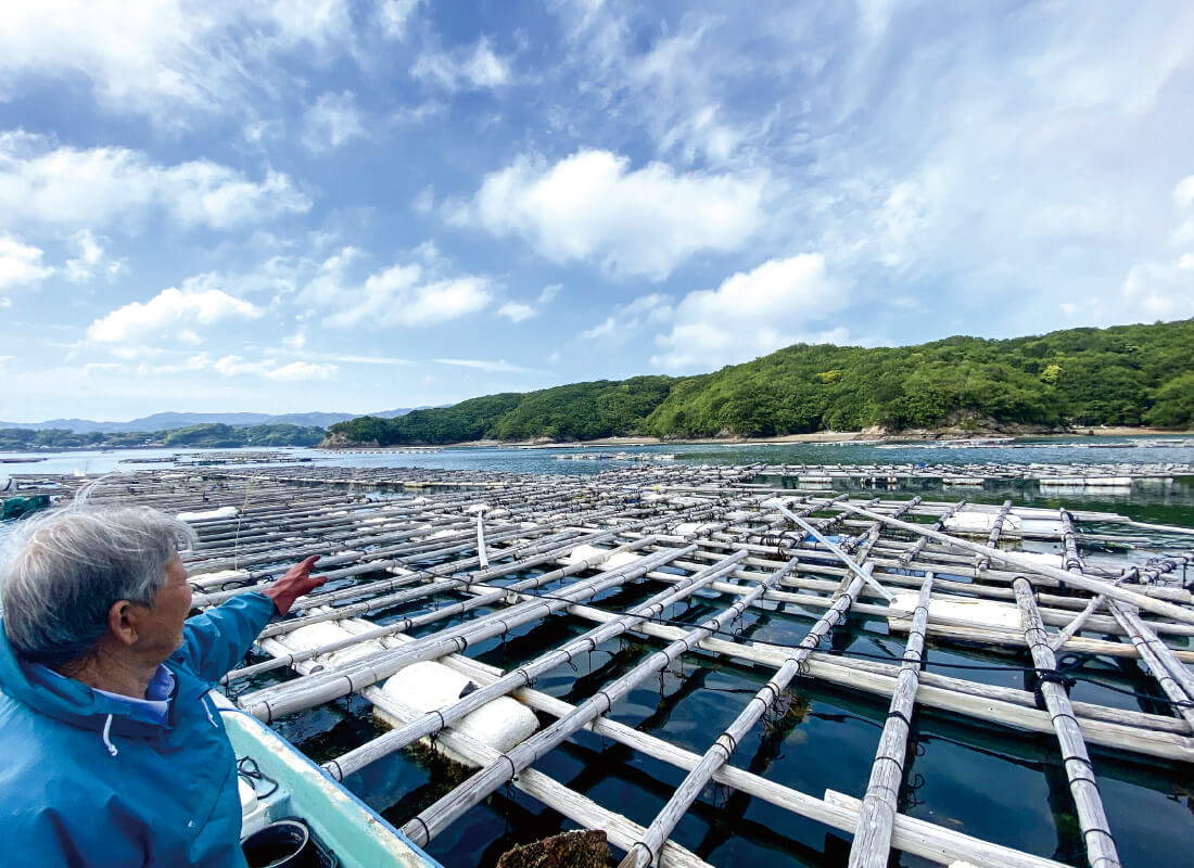 繁殖環境が極めて良好な、三重県南伊勢・五ヶ所湾。